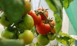 Servicios - Actividad Agrícola en Tenerife