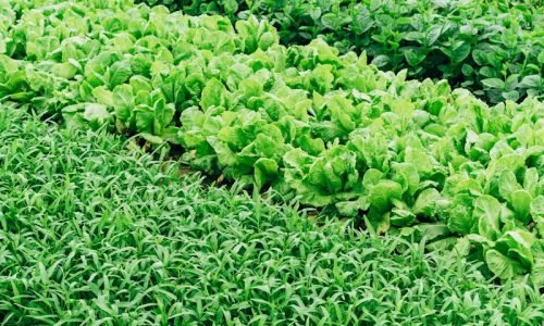 Servicios - Actividad Agrícola en Tenerife